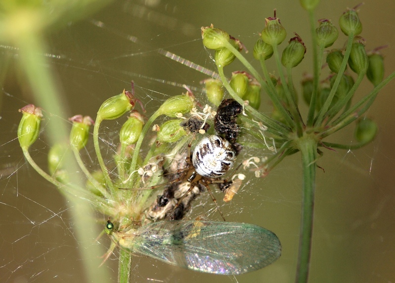 Phylloneta sp.